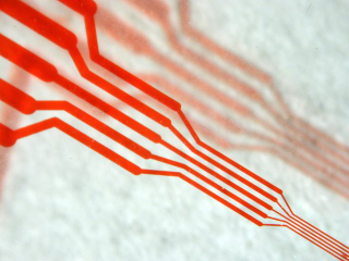 Illustration for article titled The Microscopic Chambers of the Sea